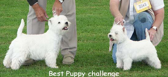 BestPuppyChallenge