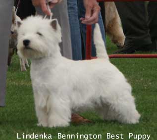 BestPuppyNo1 Puppy dog