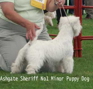 MinorPupDog1