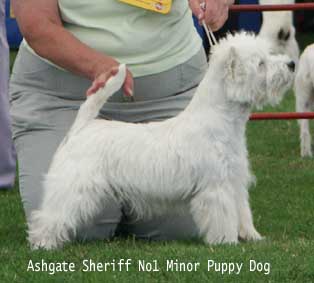 MinorPupDog1A