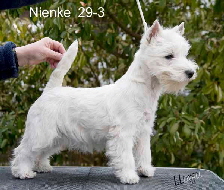 Nienke