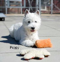 Poppy