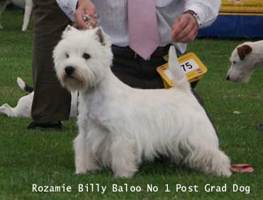 PostGradDog102