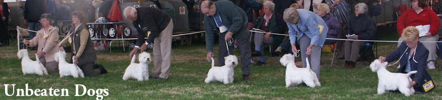 UnbeatenDogsNo1