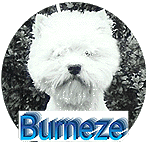 WWWBurneze02