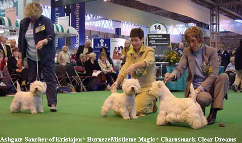Ashgate Saucher of Kristajen* BurnezeMistletoe Magic* Charosmack Clear Dreams