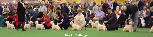 Bitch Challenge