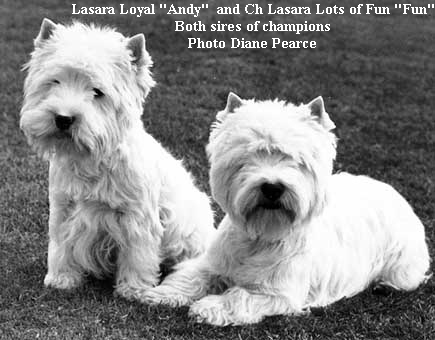 Lasara Loyal "Andy"  and Ch Lasara Lots of Fun "Fun"





Both sires of champions





Photo Diane Pearce