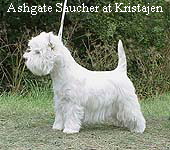 Ashgate Saucher at Kristajen