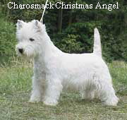 Charosmack Christmas Angel