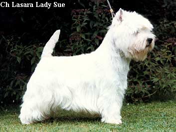 Ch Lasara Lady Sue