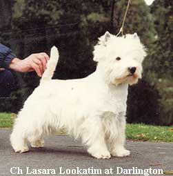 Ch Lasara Lookatim at Darlington