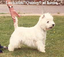 Lookatim"Quincy" at home