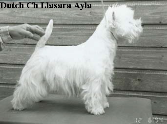 Dutch Ch Llasara Ayla