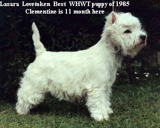 Lasara  Lovetoken  Best  WHWT puppy of 1985






Clementine is 11 month here