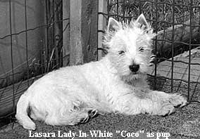 Lasara Lady-In-White "Coco" as pup