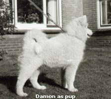 DamonPup