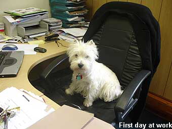 ElvisFirstDayWork