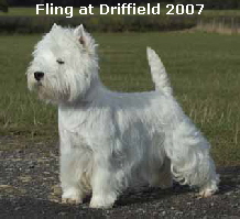 FlingDrifield07Web