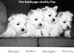 Our dutch pups sired by Fun
