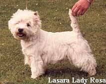 Lasara Lady Rosa