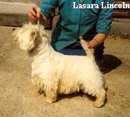 Lasara Lincoln