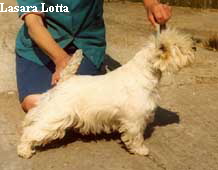 Lasara Lotta