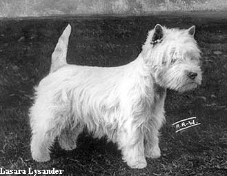Lasara Lysander