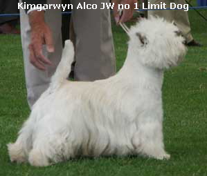 LimitDogno104
