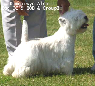 Limitdog104