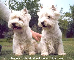 Lasara Little Maid and Lasara Liza Jane