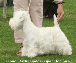 LlovallArtfulDodger1