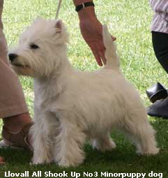 MinorPupDog3