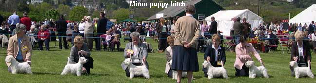 MinorPuppyBitch2