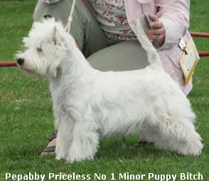 MinorPupyBitchno1