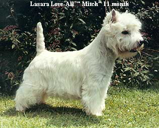 Lasara Love-All  " Mitch" 11 month