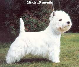 Mitch 19 month