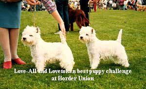 Love-All and Lovetoken best puppy challenge






at Border Union