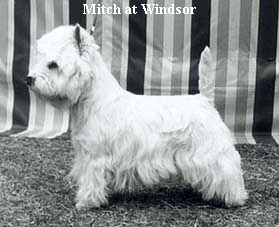 Mitch at Windsor
