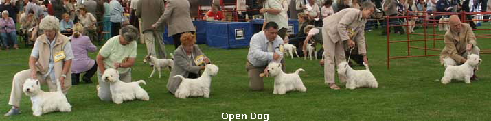 OpenDog