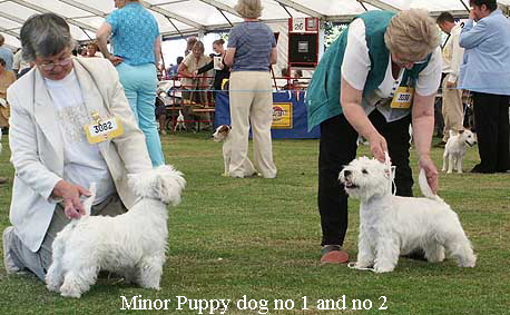Minor Puppy dog no 1 and no 2