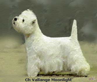 Ch Vallange Moonlight