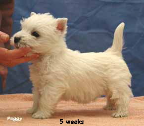 Peggy5weeksWebSite