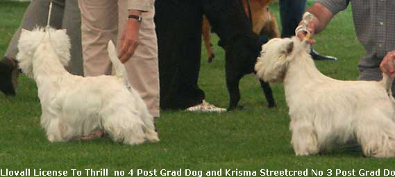 PostGradDog4and3