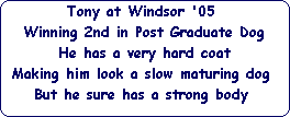 Tony at Windsor '05 






Winning 2nd in Post Graduate Dog






He has a very hard coat






Making him look a slow maturing dog 






But he sure has a strong body