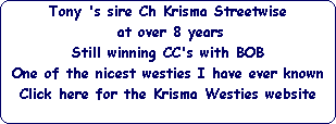 Tony 's sire Ch Krisma Streetwise






 at over 8 years






Still winning CC's with BOB






One of the nicest westies I have ever known






Click here for the Krisma Westies website