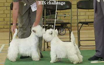 BIS challenge