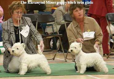 The Karamynd Minor puppy bitch twin girls