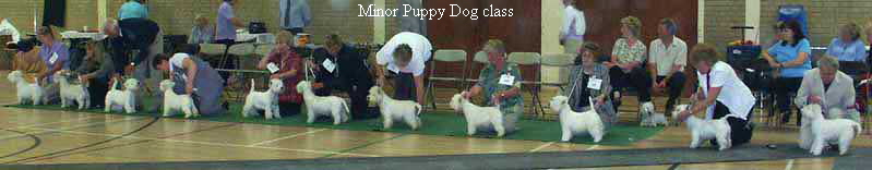 Minor Puppy Dog class
