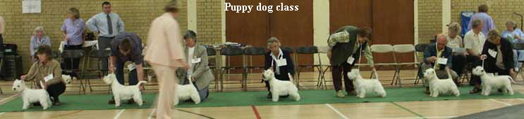 Puppy dog class